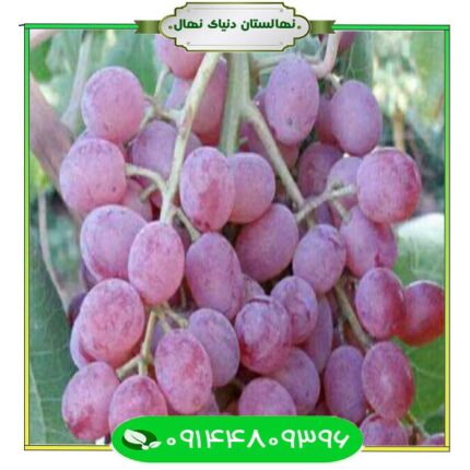 نهال انگور خضری قرمز (Red Khazri grape seedling)