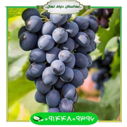 نهال انگور شاهانی 3 (Shahani grape seedling 3)