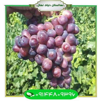 نهال انگور شاهانی 4 (Shahani grape seedling 4)