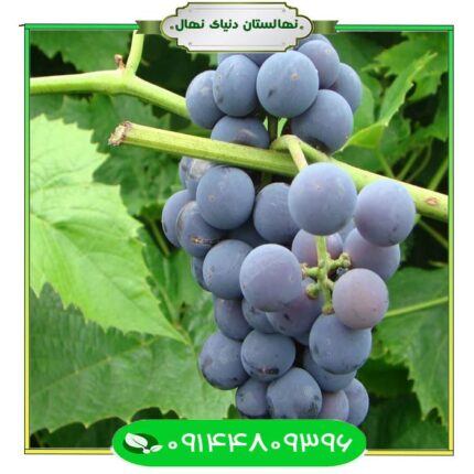 نهال انگور شاهانی 5 (Shahani grape seedling 5)