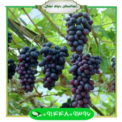 نهال انگور شاهانی 6 (Shahani grape seedling 6)