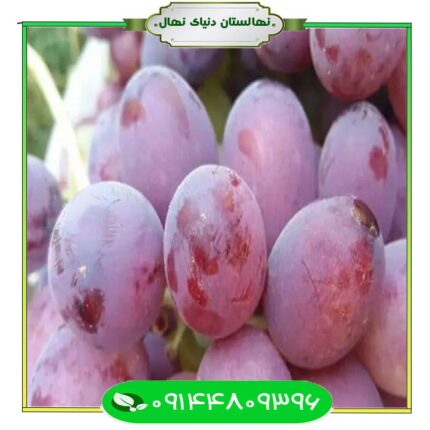 نهال انگور صاحبی (Sahibi grape seedling)