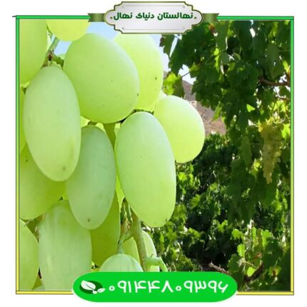 نهال انگور عسگری (Asgari grape seedling)