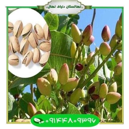 نهال پسته اکبر ممتاز (Akbar Muttaz pistachio seedling)