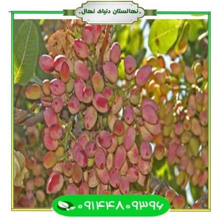 نهال پسته فندقی غفوری (Akbari Pistachio seedlings)