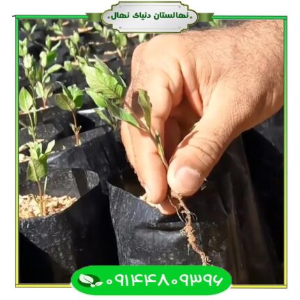 نهال پسته پایه بادامی (Almond base pistachio seedlings)