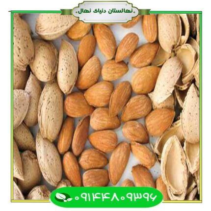 نهال بادام دسمیو مارکونا (Almond seedling, Desmio Marcona)