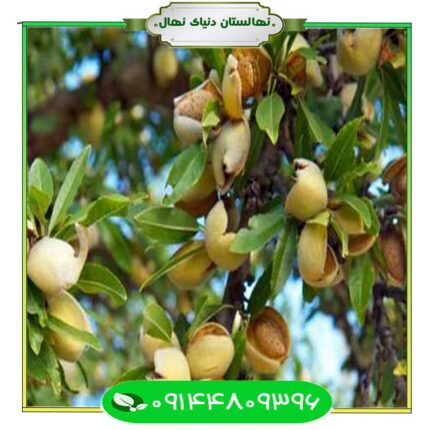 نهال بادام استیلیتل (Almond seedling stilttel)