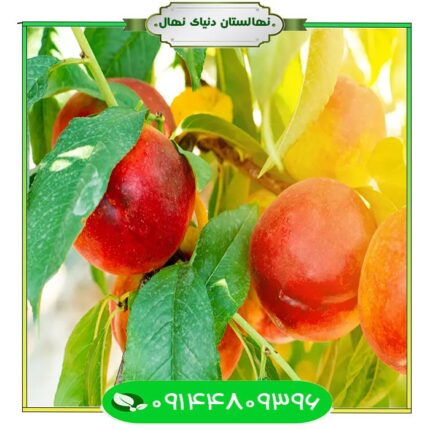 قیمت و خرید آنلاین نهال شلیل فانتازیا Fantasia nectar seedling