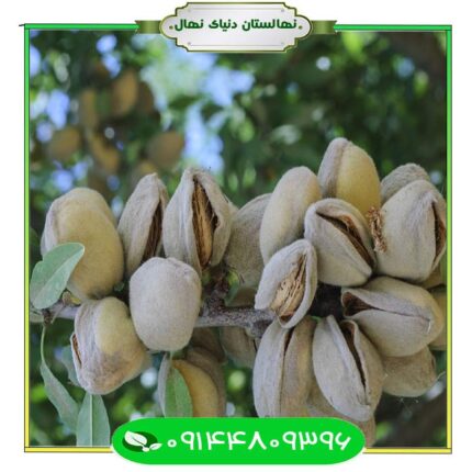 نهال بادام فراکنس (Frakance almond seedlings)