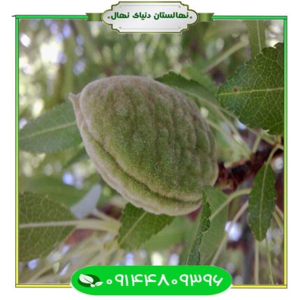 نهال بادام ایتالیک (Italic almond seedlings)