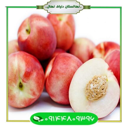 نهال شلیل کیوتا (Kyota nectarine seedling)