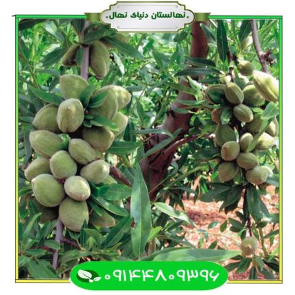 نهال بادام فرانیس دیرگل (Long-flowering almond seedlings)