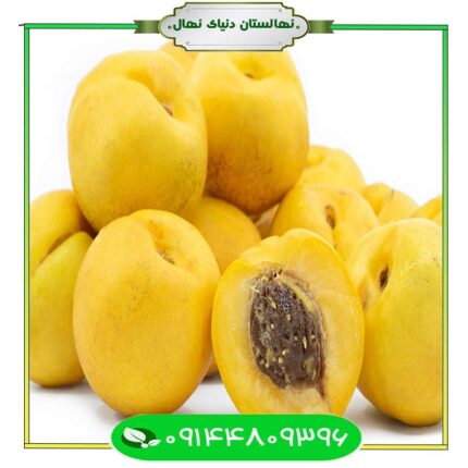 نهال شلیل زرد مشهد (Mashhad Yellow Nectarine)