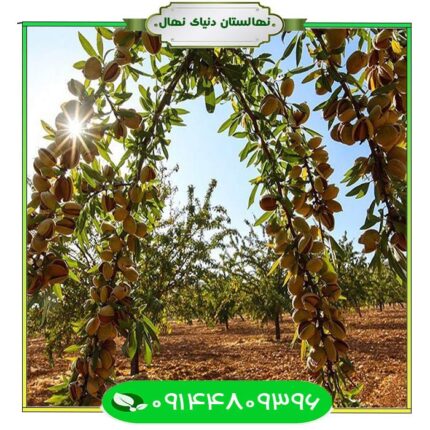 نهال بادام آی (Moon almond seedlings)