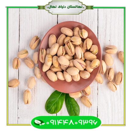 نهال پسته اوحدی (Ohadi pistachio seedling)