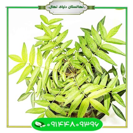 نهال پسته پایه یو سی بی وان (Pistachio seedling UCB One base)