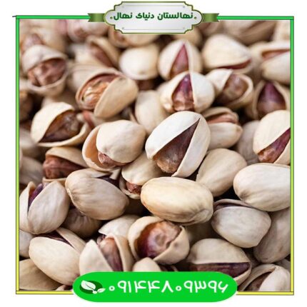 قیمت و خرید آنلاین نهال پسته کله قوچی (Pistachio seedlings)