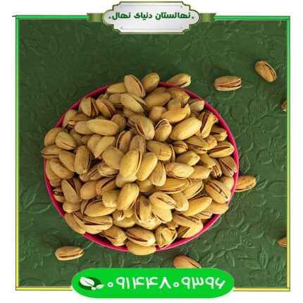 نهال پسته خنجری دامغان (Pistachio seedlings Damghan khanjari)