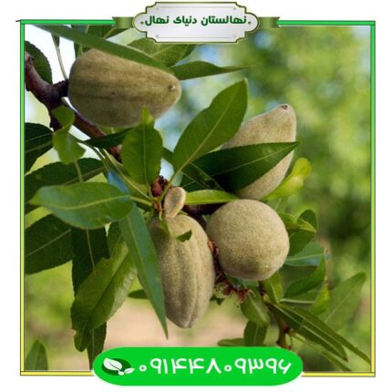 نهال بادام سهند (Sahand almond seedlings)