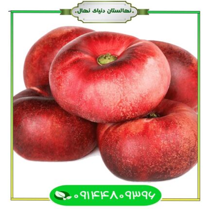 نهال شلیل انجیری دیر رس (Seedlings of late fig nectarine)