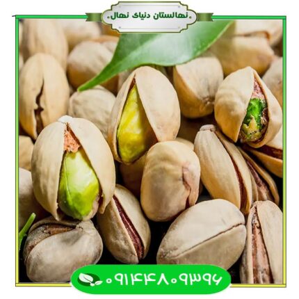 نهال پسته شاه پسند (Shah Pasand pistachio seedling)