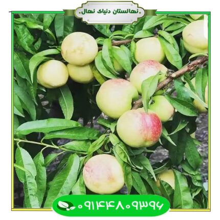 نهال شلیل شمس (Shaleel Shams seedling)