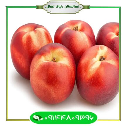 نهال شلیل قرمز بهاره (Spring red nectarine seedling)