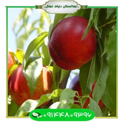 نهال شلیل سان کینگ (Sun King nectar seedling)