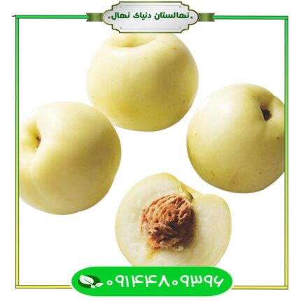 نهال شلیل سفید شیشه ای (White glass nectarine seedling)