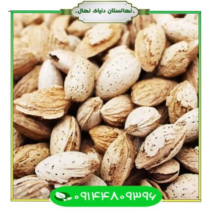 نهال بادام کاغذی سفید (White paper almond seedlings