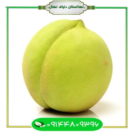 قیمت و خرید آنلاین نهال شلیل سبز Green nectarine seedling