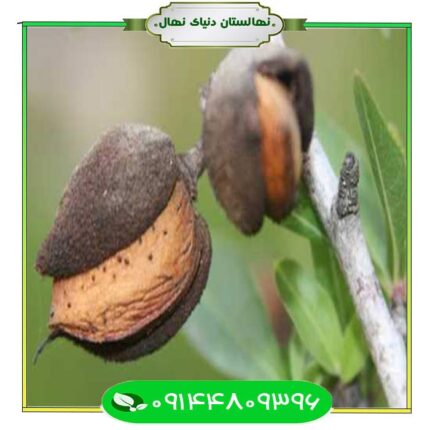 نهال بادام لورانی (Lorani almond seedlings)