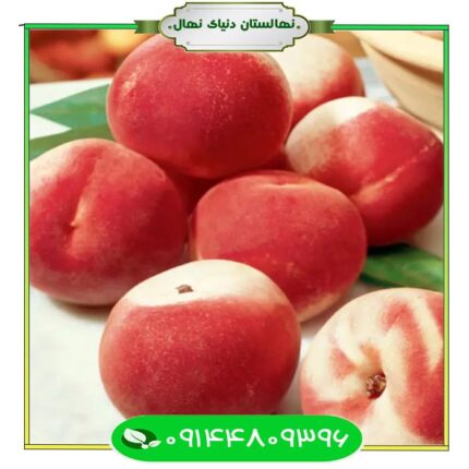 Kazemi peach seedling قیمت و خرید آنلاین نهال هلو کاظمی