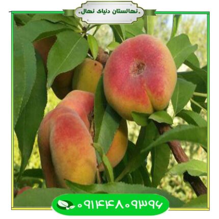 نهال هلو انجیری مالکی (Maliki fig peach seedling)