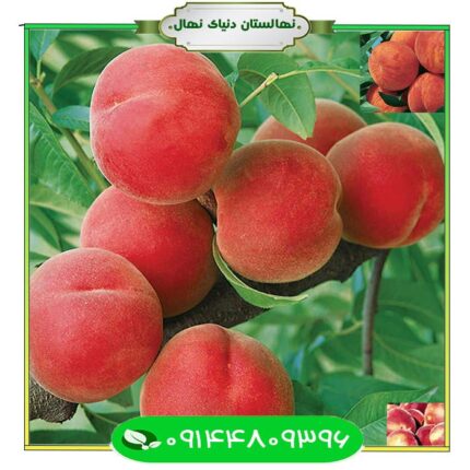 نهال هلو دکسی رد (Dexy red peach seedling)