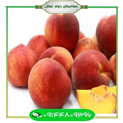 نهال هلو ارلی گلو (Early Glu peach seedling)