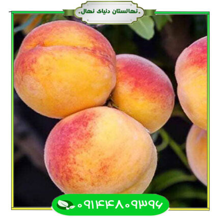 نهال هلو الی استار (Eli Star peach seedling)