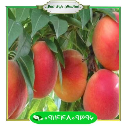 نهال هلو پلاستیکی (Plastic peach seedling)