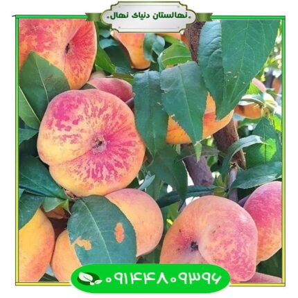 نهال هلو انجیری پلنگی (Leopard fig peach seedling)