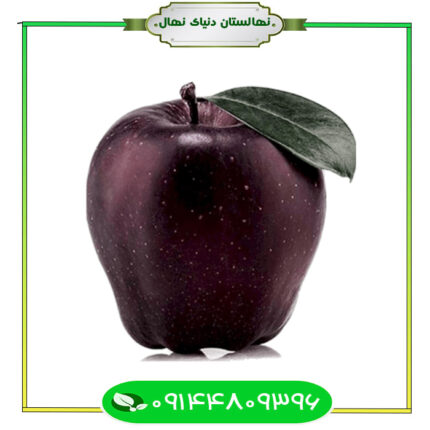 نهال سیب جرومین Geromin apple seedling