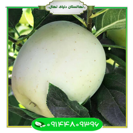 نهال سیب سفید شیشه ای Glass white apple seedling