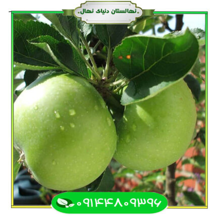 نهال سیب گرانی اسمیت Garni Smith apple seedling