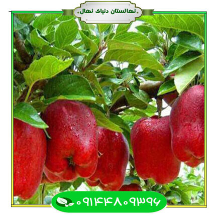 نهال سیب رد چف Red chaf apple seedling